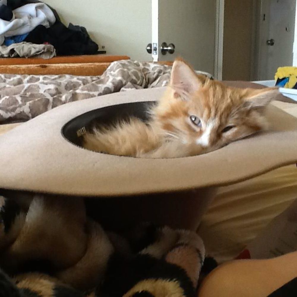 Meet your Posher, Julie